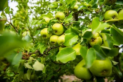 Свежие сырцовые овощи и плодоовощи зеленого цвета осени Стоковое  Изображение - изображение насчитывающей груша, питание: 98161613