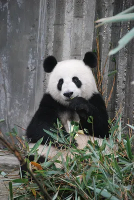 Celebrate National Panda Day with these fun facts
