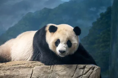 Adopt a Panda