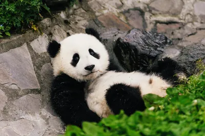 A Complete Guide to the Google Panda Update: 2011-21