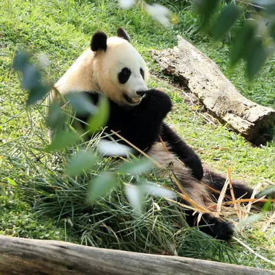 Why are pandas so 'chonky' despite their vegan diet? | South China Morning  Post