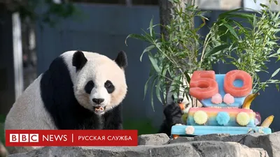 Ai Bao panda: South Korean zoo celebrates birth of first twin pandas | CNN