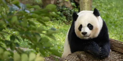 Pandas: China's secret soft-power weapon amid growing tensions with the West