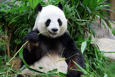 Panda Moments (formerly Giant Panda Cam) | Smithsonian's National Zoo and  Conservation Biology Institute