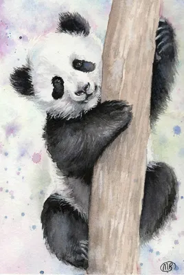 Red Panda | Fine Art Print - Darcy Goedecke