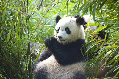 Причудливая акварельная панда арт-дизайн | Премиум векторы