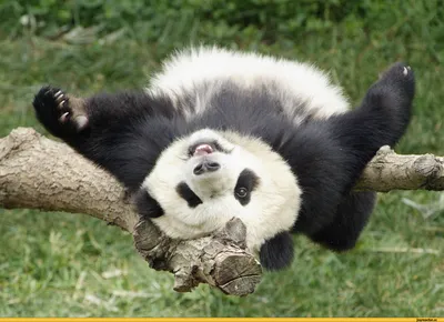 В Китае новорожденные смешные панды впервые появились на публике — Курьезы