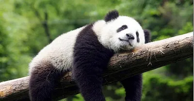 Большая Панда смешные - красивые фото