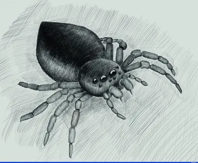 Человек-паук Рисование Как нарисовать, паук, белый, лицо, карандаш png |  Klipartz
