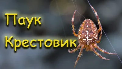 Паук-крестовик: Инквизитор из сарая в деревне. Кого карает основной русский  паук? | Пикабу