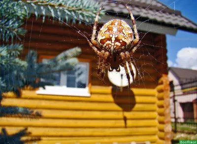 Опасен ли паук крестовик? Как выглядит и размножается? Фото — Ботаничка