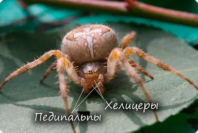 Фотогалерея - Пауки (Aranei) - Крестовик угловатый (Araneus angulatus) -  Природа Республики Мордовия