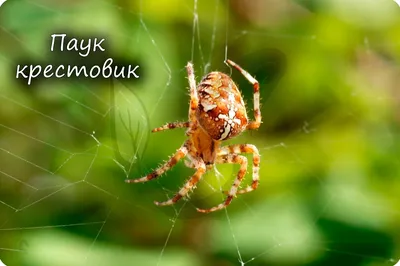 Самый большой паук / Largest spider | Энциклопедия приморья
