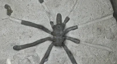 В Австралии обнаружили новый вид гигантского паука - РИА Новости, 22.03.2023