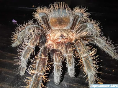 Самые ядовитые пауки в мире — австралийские воронковые пауки | Вокруг Света