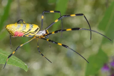 Огромные пауки захватывают восточное побережье США - «Экология России»