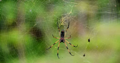 ФОТО ⟩ Кошмарный сон арахнофоба: в домах Эстонии обосновались пауки  размером с ладонь
