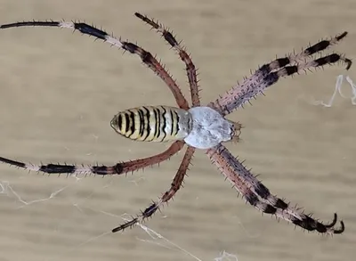 Филиал» Австралии в Мяделе. У гимназиста дома живут экзотические пауки |  Навіны Мядзельшчыны