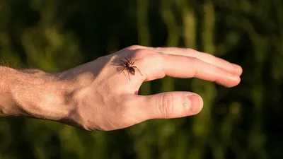 Биологи поняли, как пауки меняют свой яд - Газета.Ru | Новости