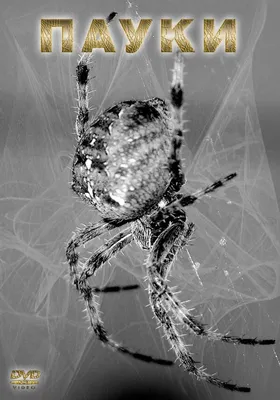 Naked Science: пауки куда умнее, чем вы думаете (Naked Science, Россия) |  07.10.2022, ИноСМИ