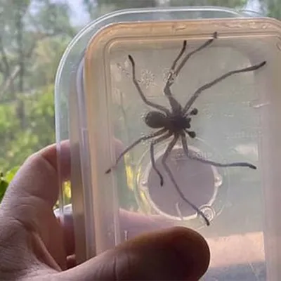 В Подмосковье появились большие пауки-осы. Жители напуганы | РБК Life