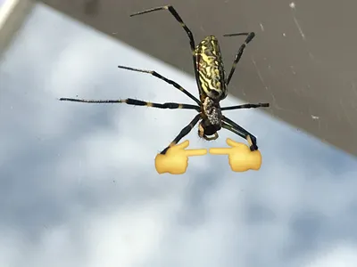 Огромные пауки-осы по воздуху расселяются в Волгодонске с помощью паутинных  парашютов