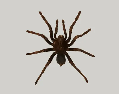 Прыгающий паук ометепе (Jumping Spider Ometepe) купить в Москве по цене в  интернет-магазине ExoLife