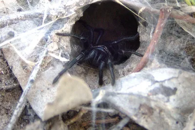 В Австралии обнаружили крупнейшего самца самого ядовитого паука в мире |  РБК Life
