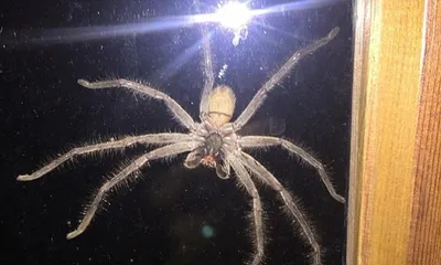 Австралийские бассейны заполонили смертельно опасные ядовитые пауки
