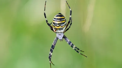 Я их боюсь: 5 самых страшных пауков Таиланда | Это Таиланд | This is  Thailand | Дзен