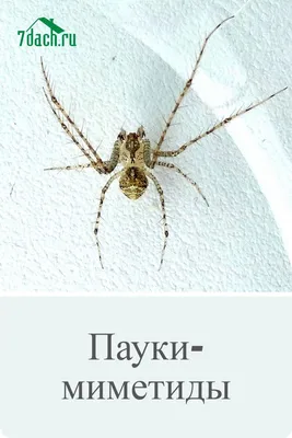 Журнал Выпуск №21: Жуки и пауки, Колючий паук Хассельта от MODIMIO