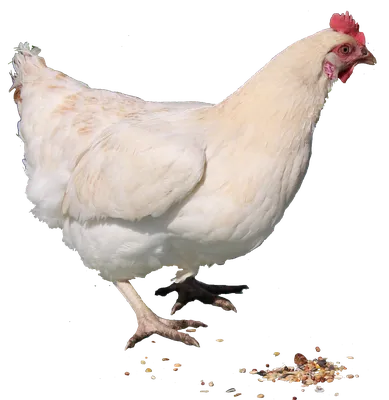 курица пнг картинки, скачать 10000+ курица PNG рисунок с прозрачным фоном