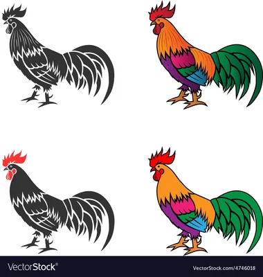 Куриный рисунок Петух, курица, животные, galliformes, курица png | Klipartz