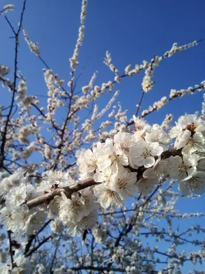 Цветы весна небо | Photo