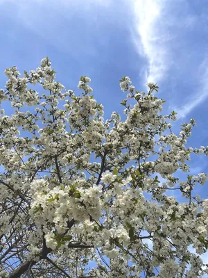 Настоящая весна: фруктовые деревья зацвели в Шымкенте
