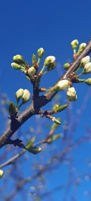 Весна, май | Природа, Весна