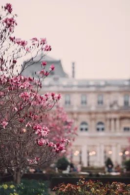 Весна в Париже: заставки на мобильный телефон от Алины Колот | Пейзажи,  Париж, Фотография парижа