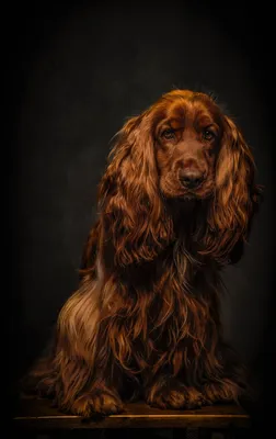 Спаниель: как выглядят все породы собак группы спаниель - фото с названиями