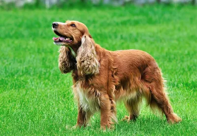 Спаниель собака: фото, характер, описание породы