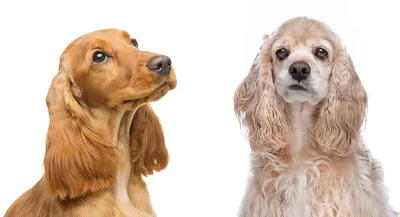 Кинолог назвал породы собак с самым плохим поведением: Звери: Из жизни:  Lenta.ru