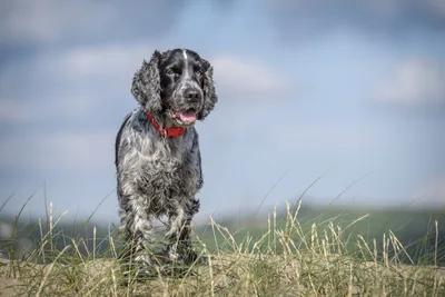 Рисунок собаки английский кокер-спаниель | Премиум Фото
