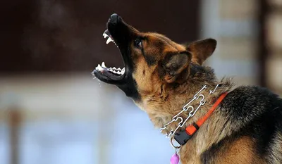 Защитники и охотники: топ-7 самых крупных пород собак