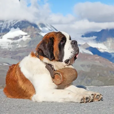 Qume - Ньюфаундленд Ньюфаундленд - порода собак названная в честь  местности, в которой эти собаки впервые появились. Хотя порода сейчас  считается канадской, на самом деле, во времена своего появления территория  принадлежала индейцам,