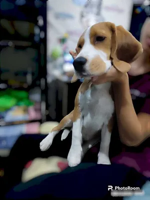 Все породы собак.Бигль (Beagle) - YouTube