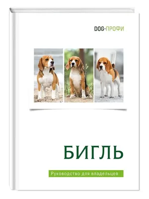 Пропала собака породы Бигль в лесу, СНТ Самоцветы, Кискелово | Pet911.ru
