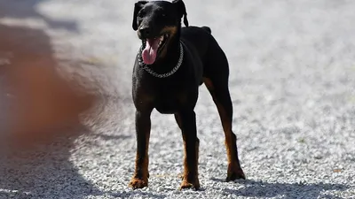 Дратхаар - это отличная охотничья порода собак, прекрасный компаньон для  семьи и детей.