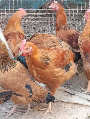 петух красивый фото: 21 тыс изображений найдено в Яндекс.Картинках |  Rooster, Pet chickens, Beautiful chickens
