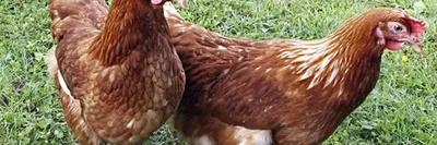 Красота куриц и петухов от итальянских фотографов. ФОТО | Beautiful  chickens, Chicken pictures, Fancy chickens