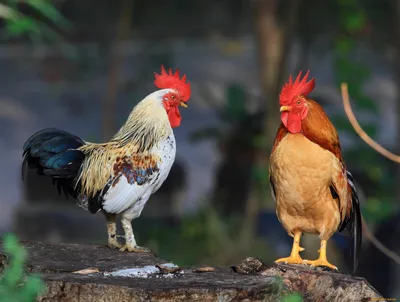 Необычные петухи и курицы (30 фото) ⚡ Фаник.ру