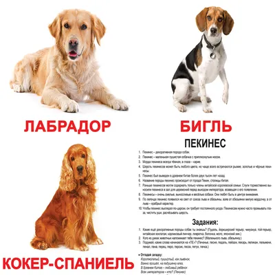 Кинологи назвали самые распространенные в России породы собак - Российская  газета